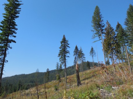 Semi-forested hillside.
